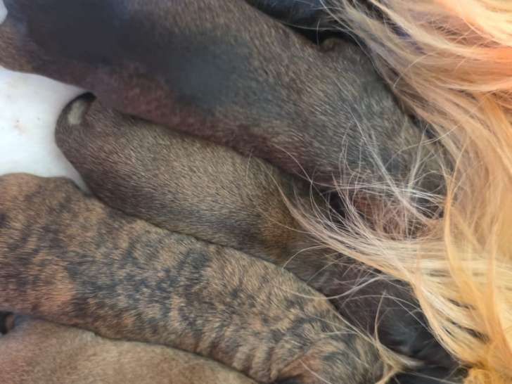 Chiots de race Berger Catalan à vendre (2 femelles & 4 mâles)