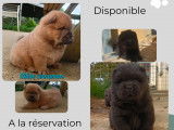 Magnifiques chiots Chow Chow LOF à vendre