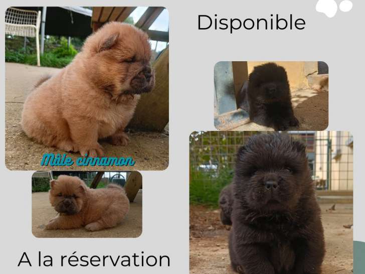Magnifiques chiots Chow Chow LOF à vendre