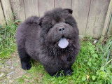 Magnifiques chiots Chow Chow LOF à vendre