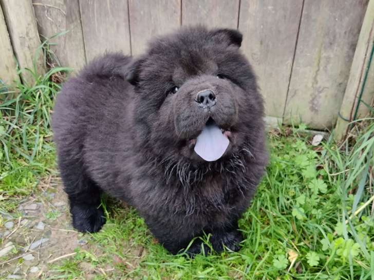 Magnifiques chiots Chow Chow LOF à vendre