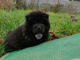 Magnifiques chiots Chow Chow LOF à vendre