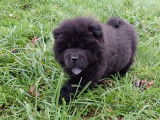 Magnifiques chiots Chow Chow LOF à vendre