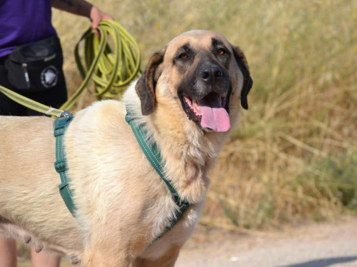 Mastine de 3 ans, sociable et adorable, à adopter
