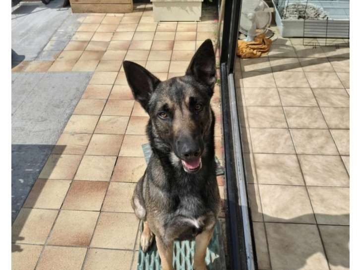 Chien adulte de race Berger Belge Malinois Mâle à donner