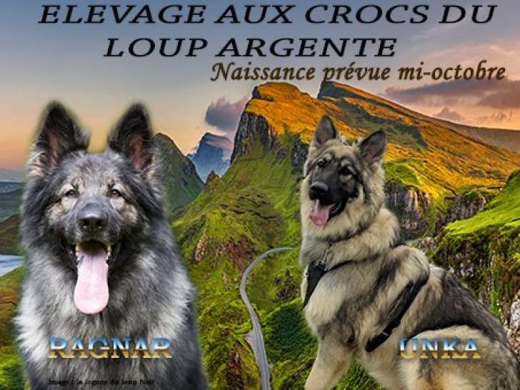 Chiots Altdeutscher Schäferhund à naître