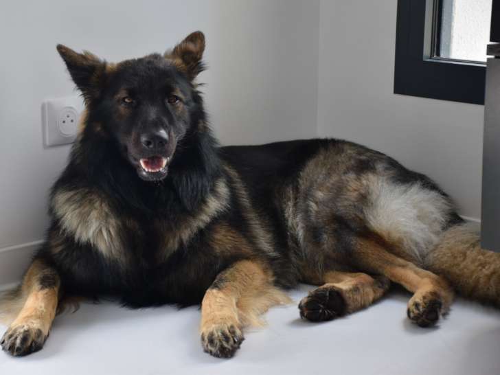 Recherche femelle Altdeutscher Schäferhund pour saillie