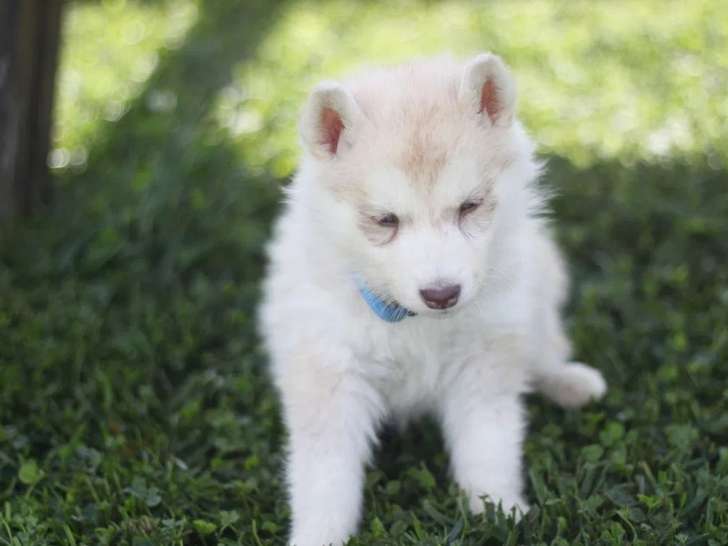 Chiot femelle Husky Sibérien LOF à réserver