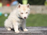 Chiot femelle Husky Sibérien LOF à réserver