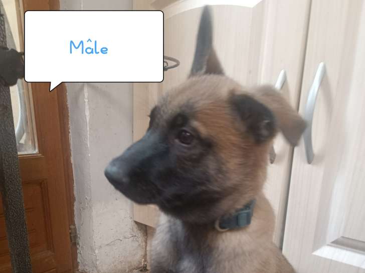 Chiots Malinois à réserver