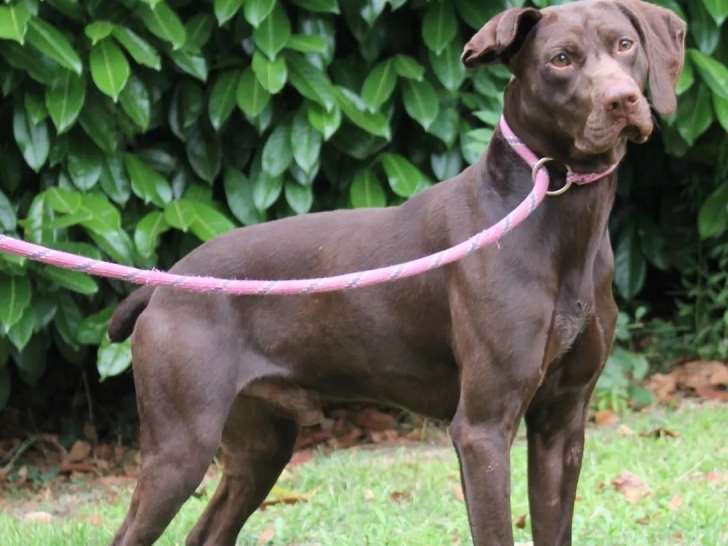 À adopter : chien Braque Français de 2 ans