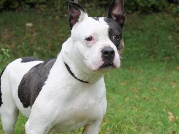 Disponible à l'adoption : chienne noire et blanche