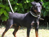 En attente d'adoption : chien Jagd Terrier noir et feu
