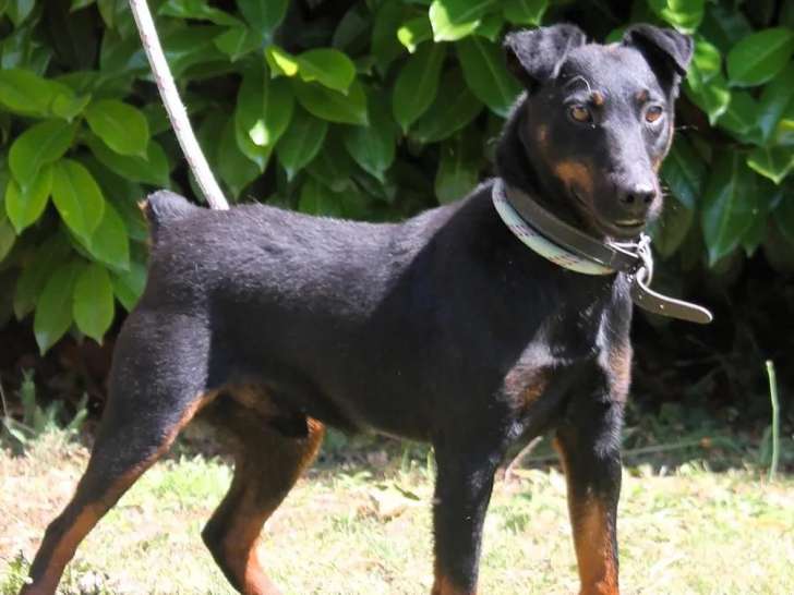 En attente d'adoption : chien Jagd Terrier noir et feu
