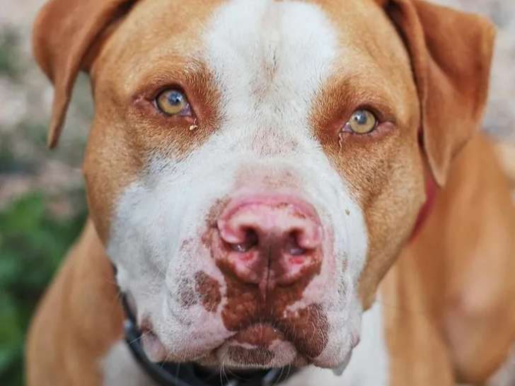 Prêt pour l’adoption : chien American Bully de 4 ans