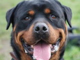En attente d'un foyer : chien Rottweiler de 4 ans