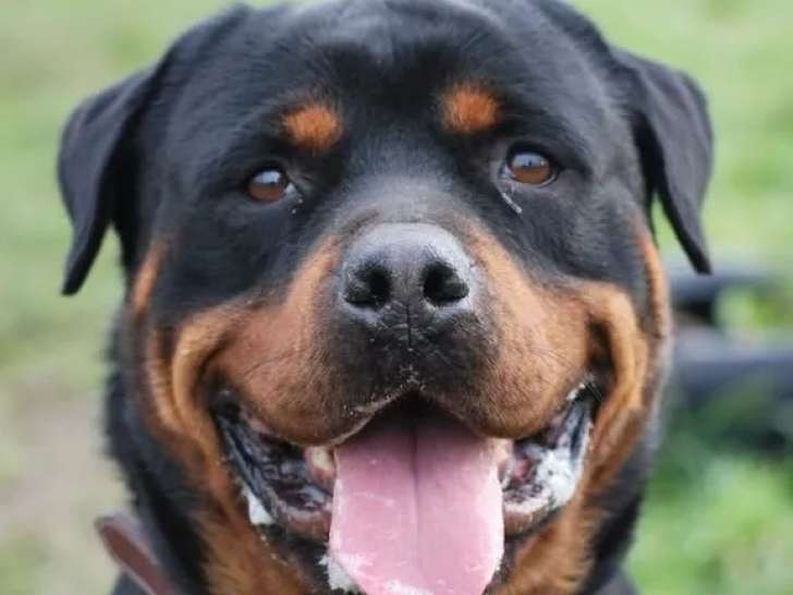 En attente d'un foyer : chien Rottweiler de 4 ans