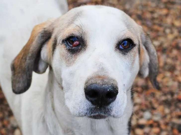 À accueillir : chienne blanche