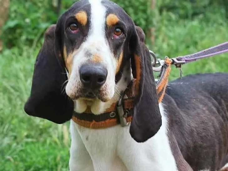 En quête d’un foyer : chien Gascon Saintongeois tricolore