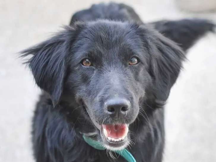 Adoption disponible : chien Border Collie d'un an