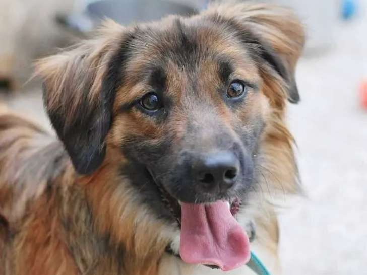 À la recherche d'une famille : chien Border Collie fauve charbonné