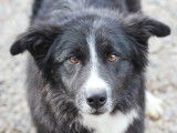 Chien Border Collie noir avec marque blanche à adopter