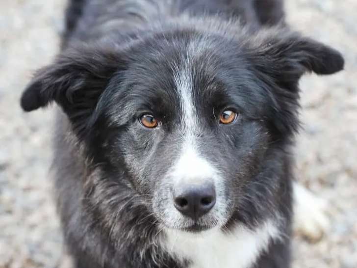 Chien Border Collie noir avec marque blanche à adopter