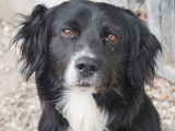 Chien Border Collie de 3 ans disponible à l'adoption