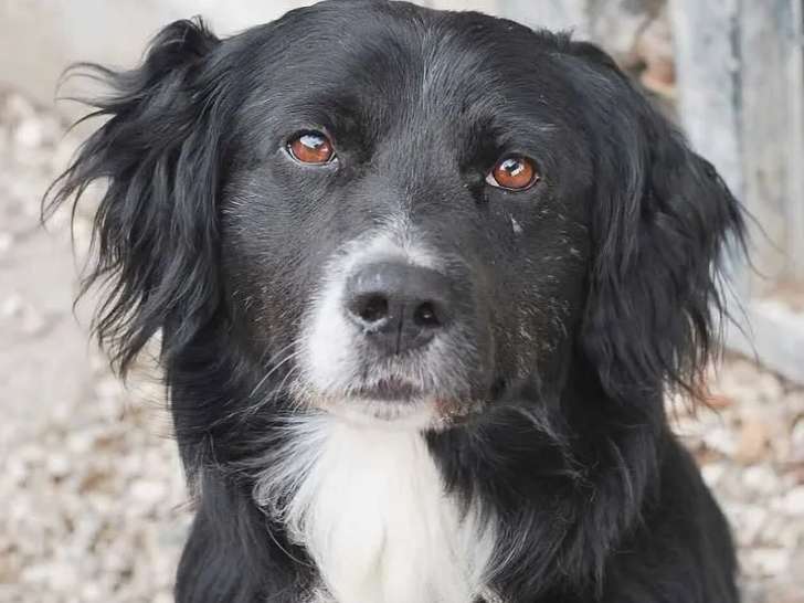 Chien Border Collie de 3 ans disponible à l'adoption