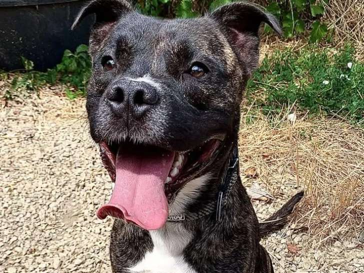 Chien Boxer au pelage bringé prêt pour l’adoption