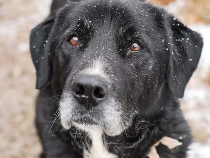 Chien Labrador de 10 ans en attente d'un foyer