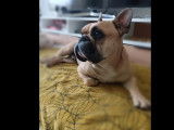 Chien Bouledogue Français fauve à accueillir