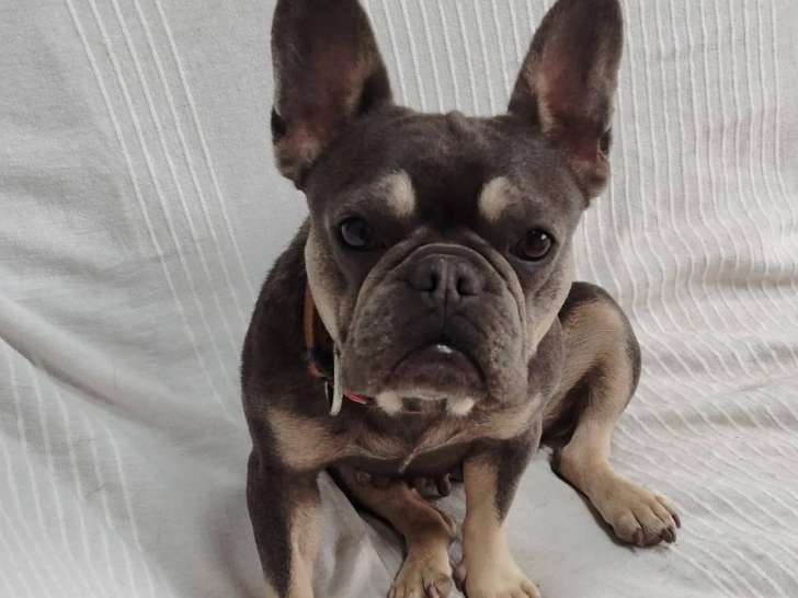 Chien Bouledogue Français de 4 ans en quête d'un foyer