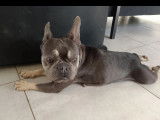 Chien Bouledogue Français de 4 ans en quête d'un foyer