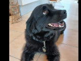 Adoption disponible : chienne noire avec marque blanche