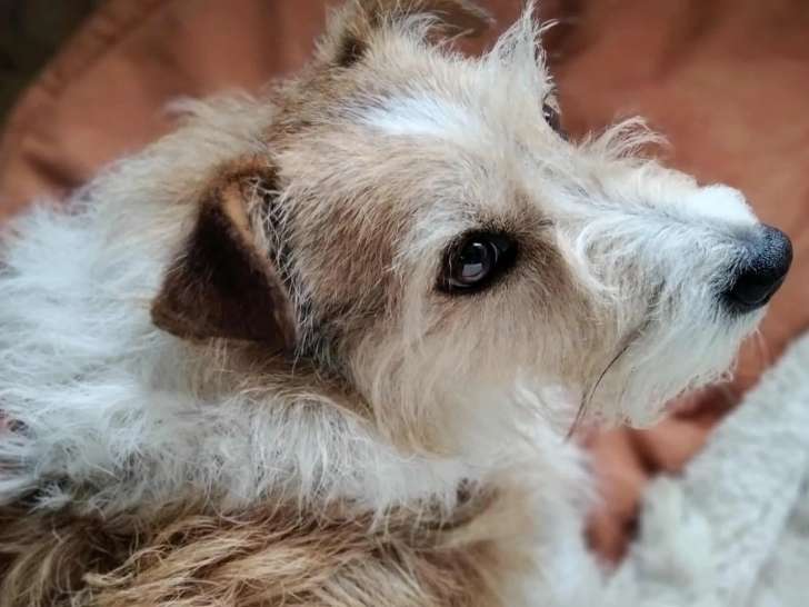 Chien marron et blanc à la recherche d'un foyer
