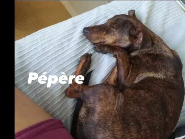 À adopter, chiot mâle bringé