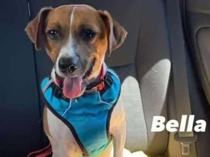 Disponible à l'adoption, chienne marron et blanche
