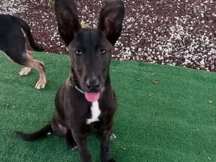 En attente d'adoption, chiot femelle noir avec marque blanche