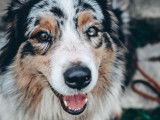 Prêt pour l’adoption, chien Berger Australien de 2 ans