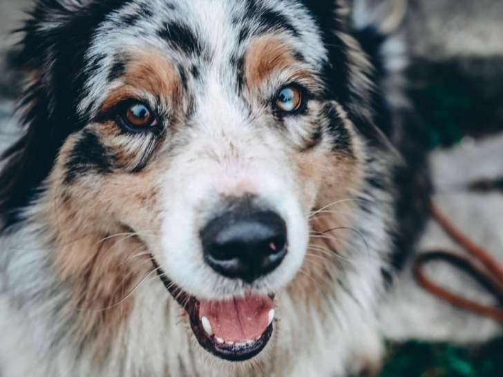 Prêt pour l’adoption, chien Berger Australien de 2 ans