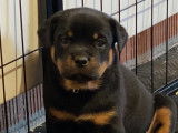 Magnifiques chiots Rottweiler à vendre