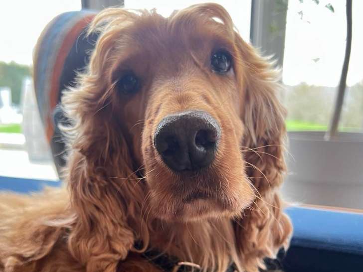 En attente d’une famille, chien Cocker Anglais roux