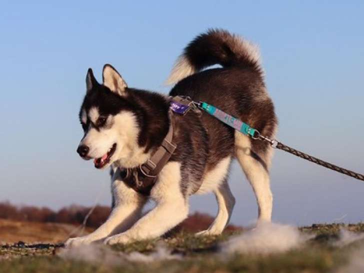 À accueillir, chien Husky Sibérien noir et blanc
