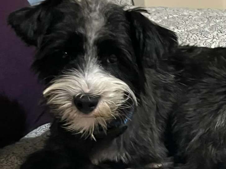 En quête d'un foyer, chien âgé de 2 ans