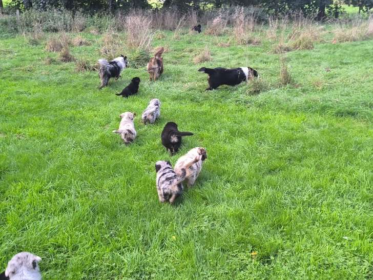Adorables chiots Berger Australien Miniature à vendre