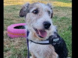 Adoption disponible : chien de 7 ans