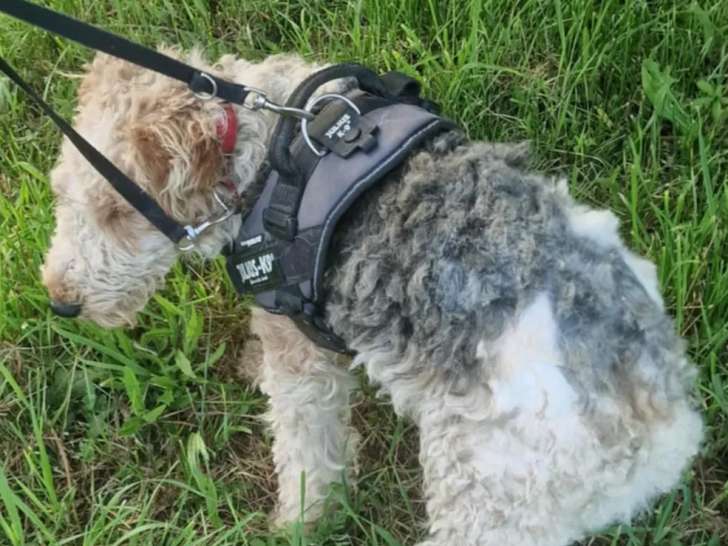 À la recherche d’un foyer, chien Fox Terrier tricolore