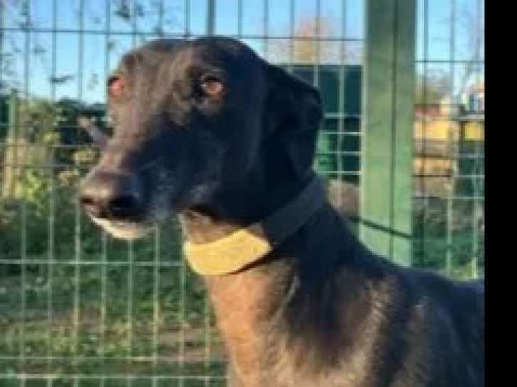 À adopter : chienne Galgo grise
