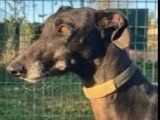 À adopter : chienne Galgo grise